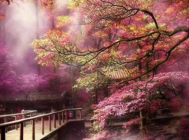 春雨直播app